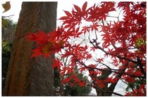 20161123長楽寺2.jpg