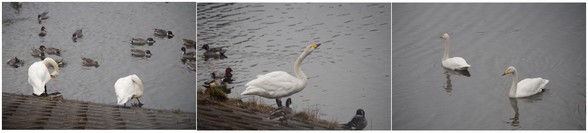 20161127_SWAN.jpg