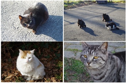 20170103_CAT.jpg