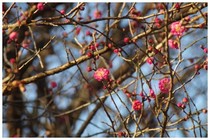 20170103_小室公園の紅梅.jpg