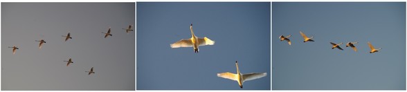 20170103_SWAN.jpg