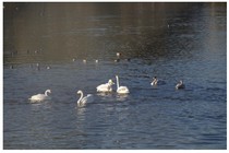 20170107_白鳥.jpg