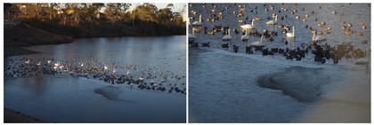 20170115_調整池.jpg