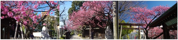 20170121_荏原神社の桜.jpg