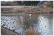 20170128_SWAN.jpg