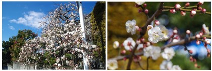 20170210_梅の花.jpg