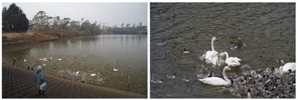 20170210_SWAN.jpg