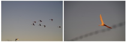 20170212_SWAN.jpg