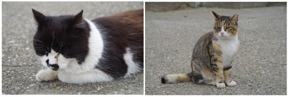 20170218_幕張の浜の猫.jpg