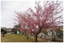 20170218_習志野台5丁目公園.jpg
