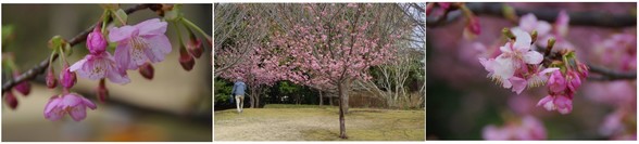 20170218_香澄公園.jpg