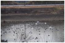 20170218_swan1.jpg
