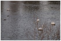 20170218_swan2.jpg