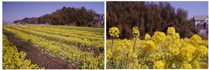 20170226_菜の花.jpg