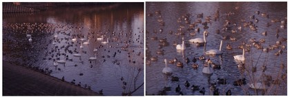 20170226_SWAN.jpg