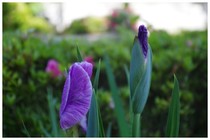 20170603_菖蒲.jpg