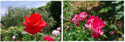 20170603_Rose.jpg