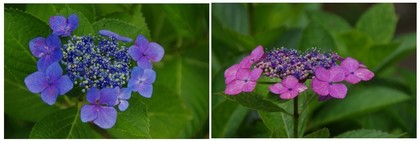 20170618_紫陽花.jpg