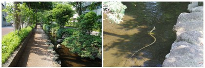 20170708_境川親水公園.jpg