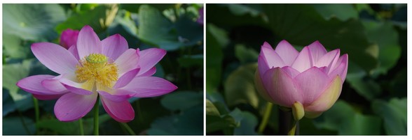 20170708_水元公園ハス.jpg