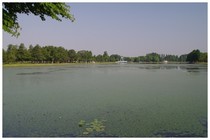 20170708_水元公園小合溜.jpg