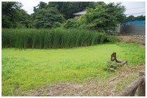 20170804_西福寺の池.jpg