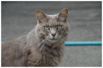 20170804_西福寺の猫.jpg