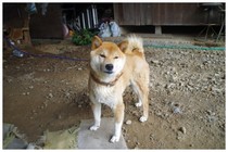 20170804_西福寺近くの小柴.jpg