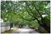 20170805_法華経寺参道.jpg