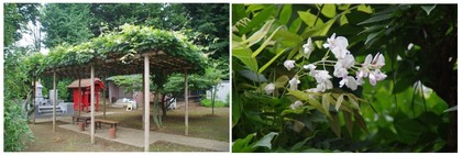 20170806_長福寺.jpg