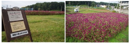 20170930_増尾の市民公園.jpg