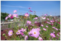 20171009_大柏川沿いの花壇.jpg