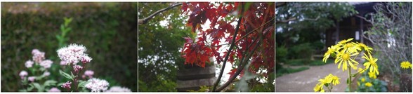 20171028_逆井観音寺.jpg
