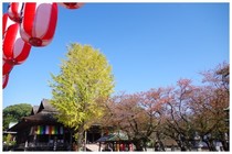 20171105_中山法華経寺.jpg