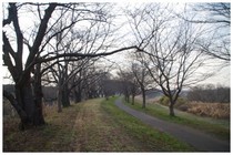 20171216_桜並木.jpg