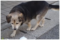 20180103_滝不動に居た犬.jpg