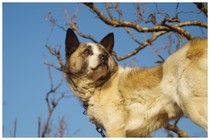 20180121_お馴染みの犬.jpg