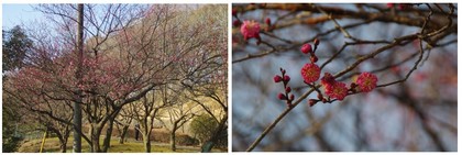 20180121_小室公園.jpg