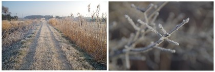 20180121_霜.jpg