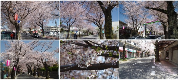 20180331_常盤平さくら通.jpg