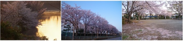 20180331_清水口の桜.jpg