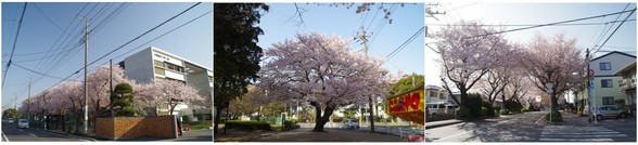 20180331_習志野・薬園台.jpg