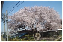 20180401_ʂRw߂̍.jpg