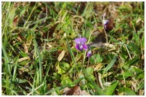 20180408_小さな花.jpg