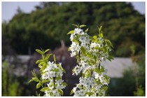 20180408_梨.jpg