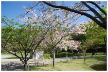 20180408_運動公園の八重桜.jpg