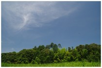 20180701_中沢の森.jpg