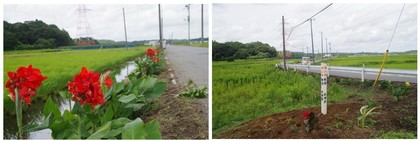 20180707_カンナ街道.jpg