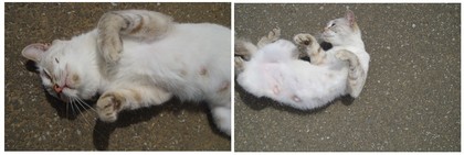 20180707_延命寺近くの猫.jpg