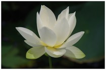 20180708_ハスの花.jpg